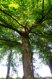 Waldfriedhof