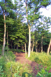 Waldfriedhof