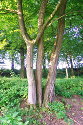 Waldfriedhof